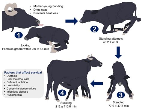 Dairy Buffalo Behavior: Calving, Imprinting and Allosuckling