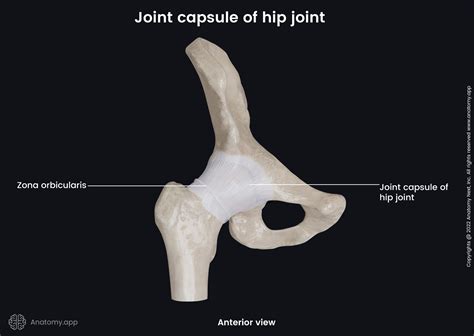 Hip joint | Encyclopedia | Anatomy.app | Learn anatomy | 3D models