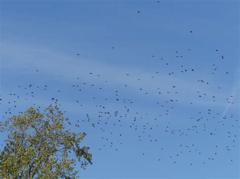 Swarm Of Starlings Looks Takes Shape Of