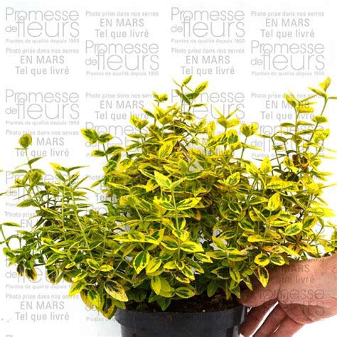 Euonymus Fortunei Emerald N Gold Fusain Persistant Et Nain Dor