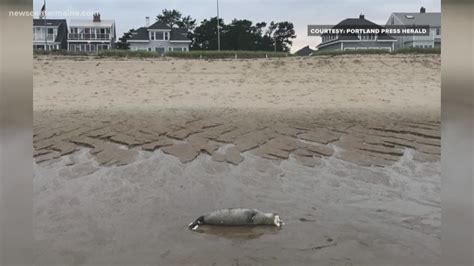 Dozens Of Dead Seals Wash Up On Maine Beaches