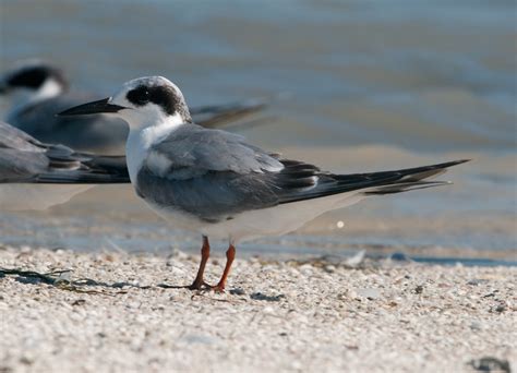 Forster s Tern Forster s Tern Sterna forsteri Крачка Ф Flickr