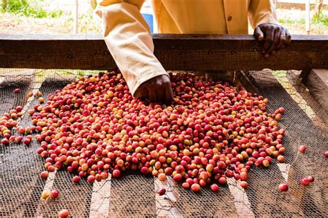 Premium Photo Kenya Coffee Beans Dried Farm Farming Factor Industry