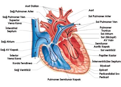 Kardiyovask Ler Sistem Nedir Dola M Sistemi F Zyonot