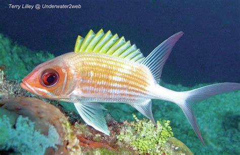 Critter Meet ‘alaihi The Goldline Squirrelfish The Garden Island