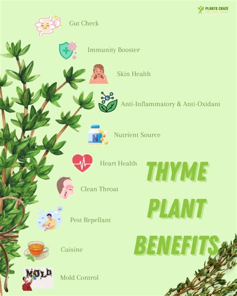 10 Proven Thyme Benefits And Side Effects