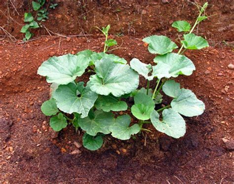 Lau Saagbottle Gourd Leaveslauki Saag Xen Farms