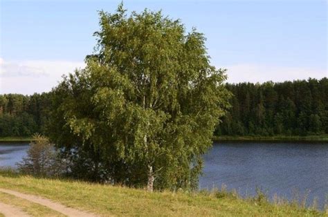 Береза - русское дерево: описание дерева, виды и сорта, применение, посадка