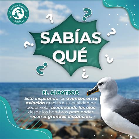 El albatros sin duda es... - Ultrasonidos Veterinarios México | Facebook