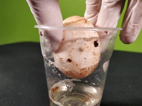 Create A Naked Bouncy Egg Fizzics Education