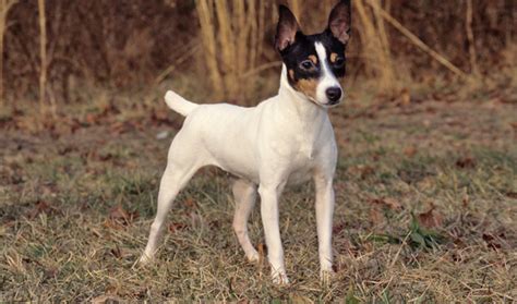 Toy Fox Terrier Dog Breed Information Vetstreet Vetstreet