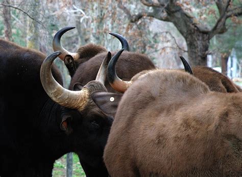 Bison Hörner Zoo Kostenloses Foto Auf Pixabay Pixabay