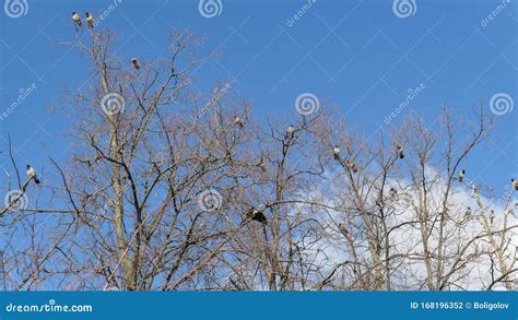 Crow Bird Flock On Naked Tree Branches Under Blue Cloudy Sky Stock Photo Image Of Cloudy Park