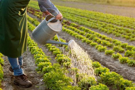 Frutas Y Verduras Cu Nta Agua Consume La Producci N Radio Duna