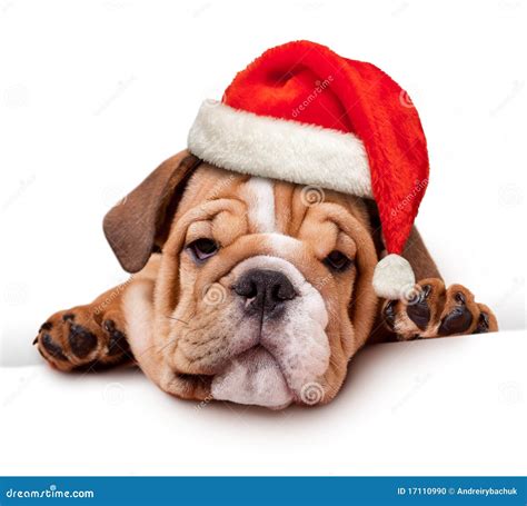 Bulldog With Santa Hat Stock Photo Image Of Little Xmas 17110990