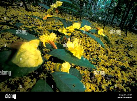 Centroamérica Panamá Isla Barro Colorado Alfombra de Flores amarillas