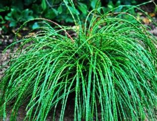 Хвойные растения в интернет-магазине Зеленая Сотка: цены, наличие, описание