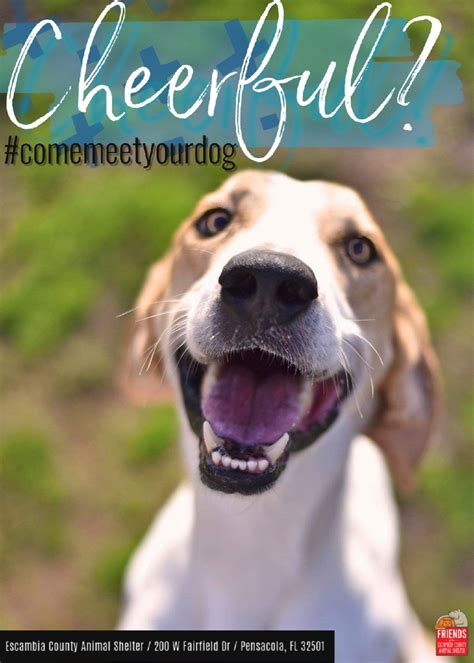 escambia county animal shelter 4