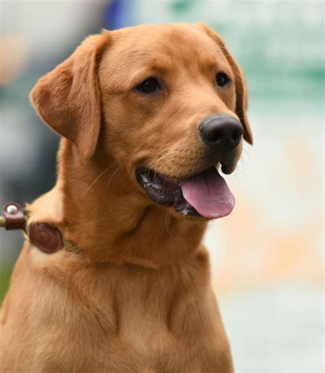 Red Fox Lab Breed Traits And Characteristics Artofit