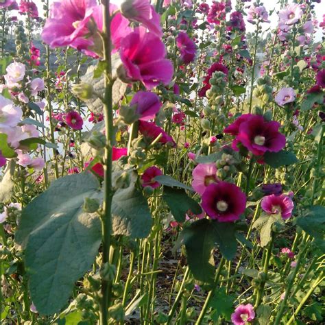 Garten Stockrose Alcea Rosea