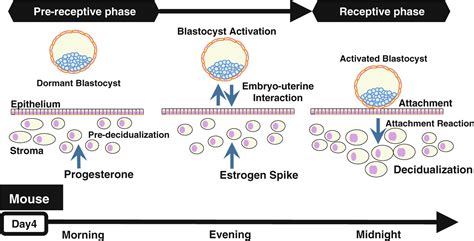 Uterine Receptivity And Embryo Uterine Interactions In Embryo