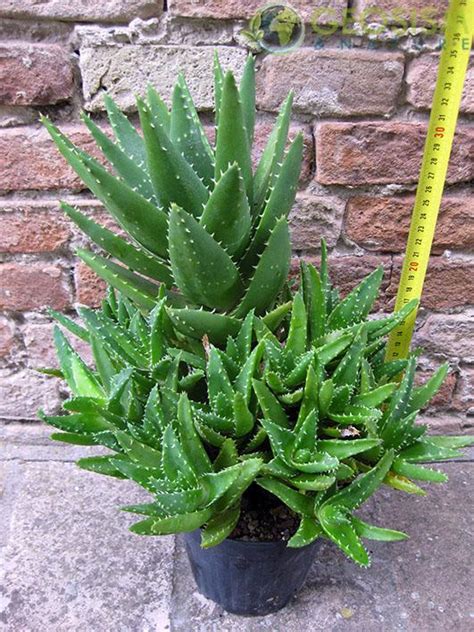 Rifugiati Finito Follia Pianta Simile All Aloe Banda Succulento Resistenza