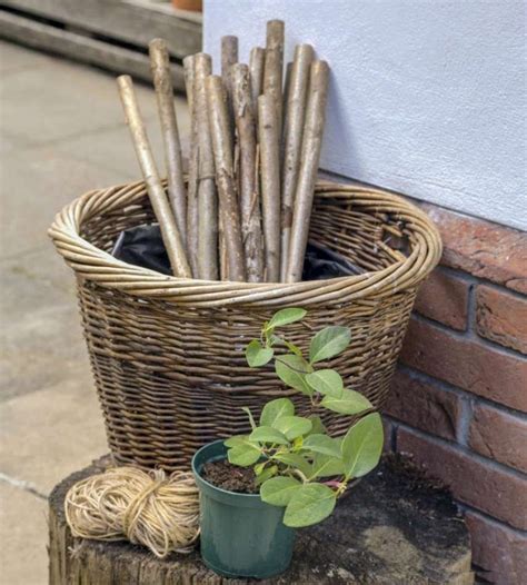 Деревянная решетка для вьющихся растений за минут | Bamboo art, Garden ...