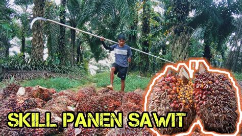 Panen Sawit Tinggi Meter Buahnya Super Besar Pemanen