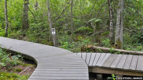 Cape Cod National Seashore ATLANTIC WHITE CEDAR SWAMP TRAIL