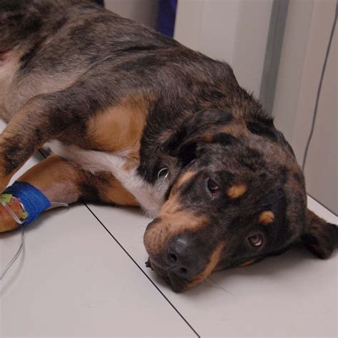 Scheduling an appointment at erie animal hospital is now done online 4