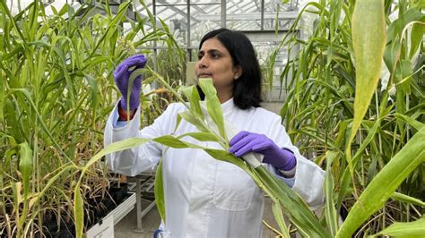Scientists are growing seeds in space to help adapt to climate change ...