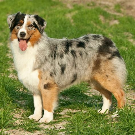 Australian Shepherd Info Size Temperament Lifespan And Pictures