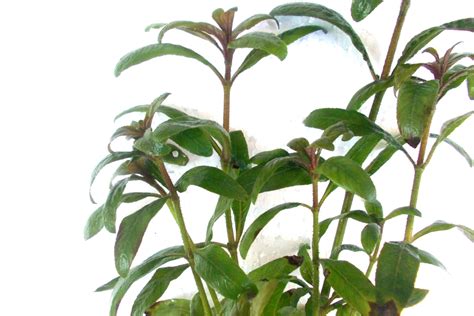 Купить Стаурогин Бихар (Staurogyne sp. Bihar)