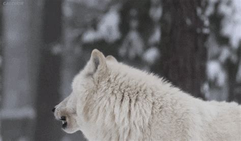 Wolf Growling 