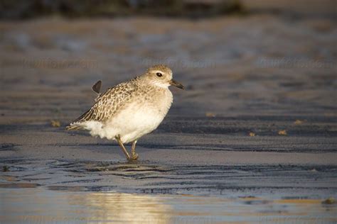 Grey Plover Pictures and Photos - Photography - Bird | Wildlife ...