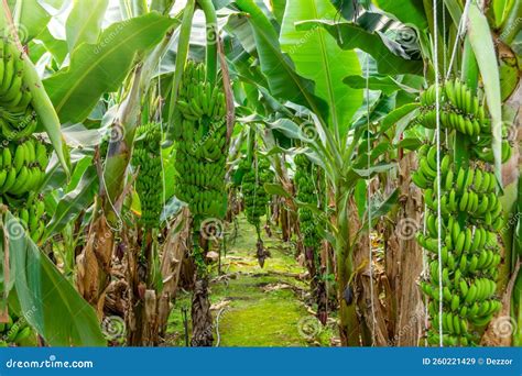 Banana Farms and Plantations Inside Greenhouses. Banana Grass Grown on