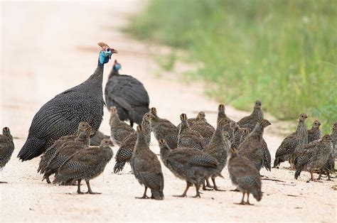 Tiere Pflanzen Nigeria Kinderweltreise