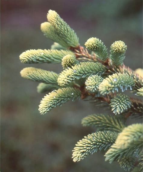 Ель черная Марианна Ауреовариегата. (Picea Mariana Aureovariegata) С20 ...
