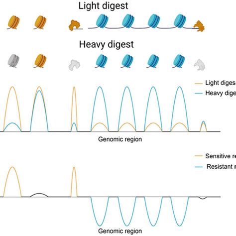 Nucleosome Sensitivity To Mnase Digestion Download Scientific Diagram