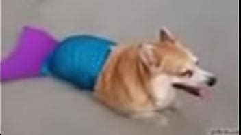 duda Araújo transex XVIDEOS