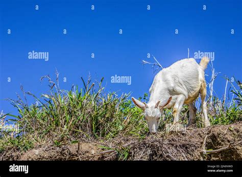 Goat Eating Grass Stock Photo Alamy