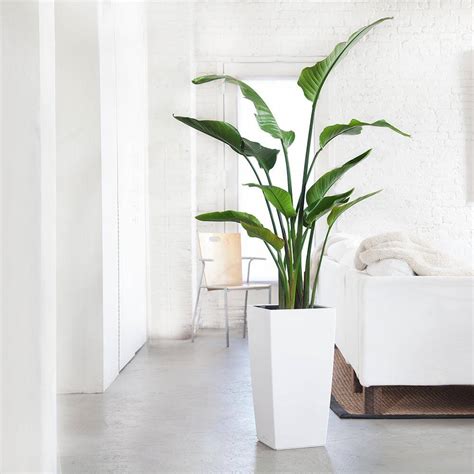 Best Tall Plants For Indoors Back Gardener