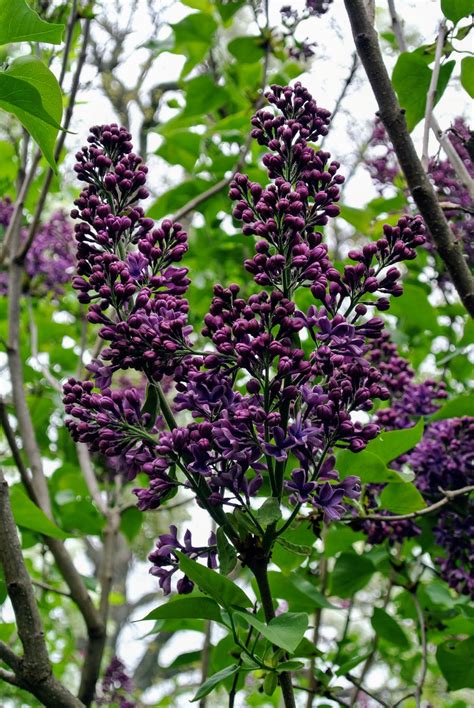 The Martha Stewart Blog : Blog Archive My Blooming Lilacs - The Martha