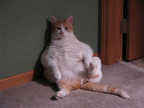 Hot Sexy Cat Pics HubPages