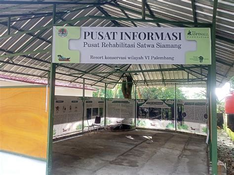 siamang arrive   centre