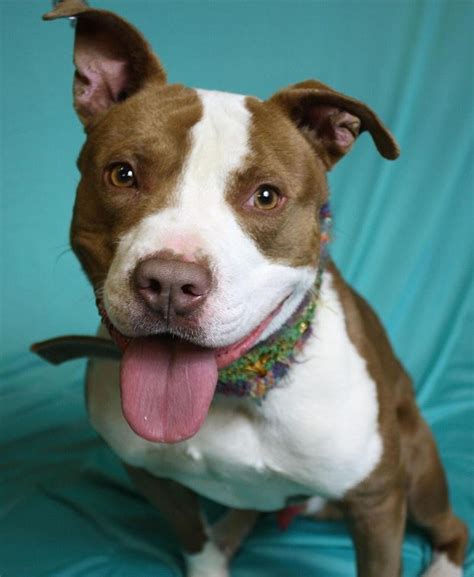 Pet of the Week: Sport is a young male dog available for adoption at