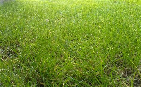 Image - Grass.jpg | Gemipedia Wiki | FANDOM powered by Wikia