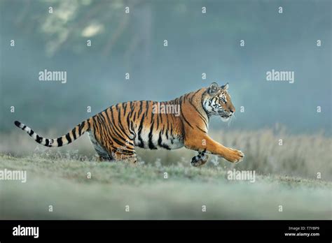 Amur tiger runing in natural habitat. Siberian tiger, Panthera tigris ...