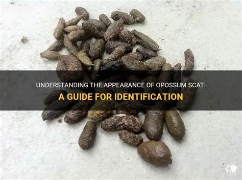 Understanding the appearance of opossum scat: a guide for identification