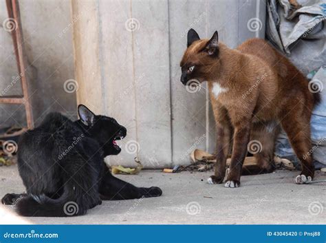 Cats Fight Stock Photo - Image: 43045420